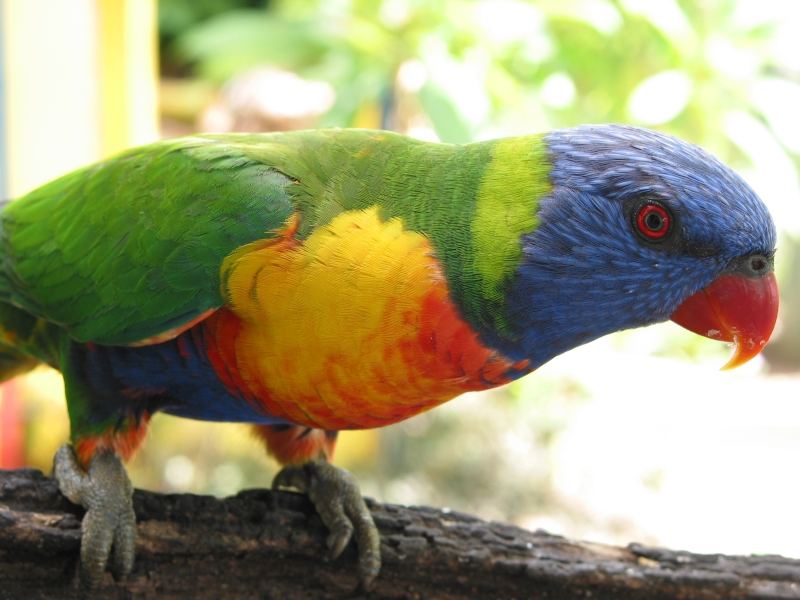 Airlie Beach, Australien - Rainbow Lorikeet