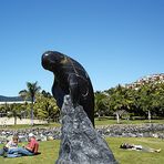 Airlie Beach Seal