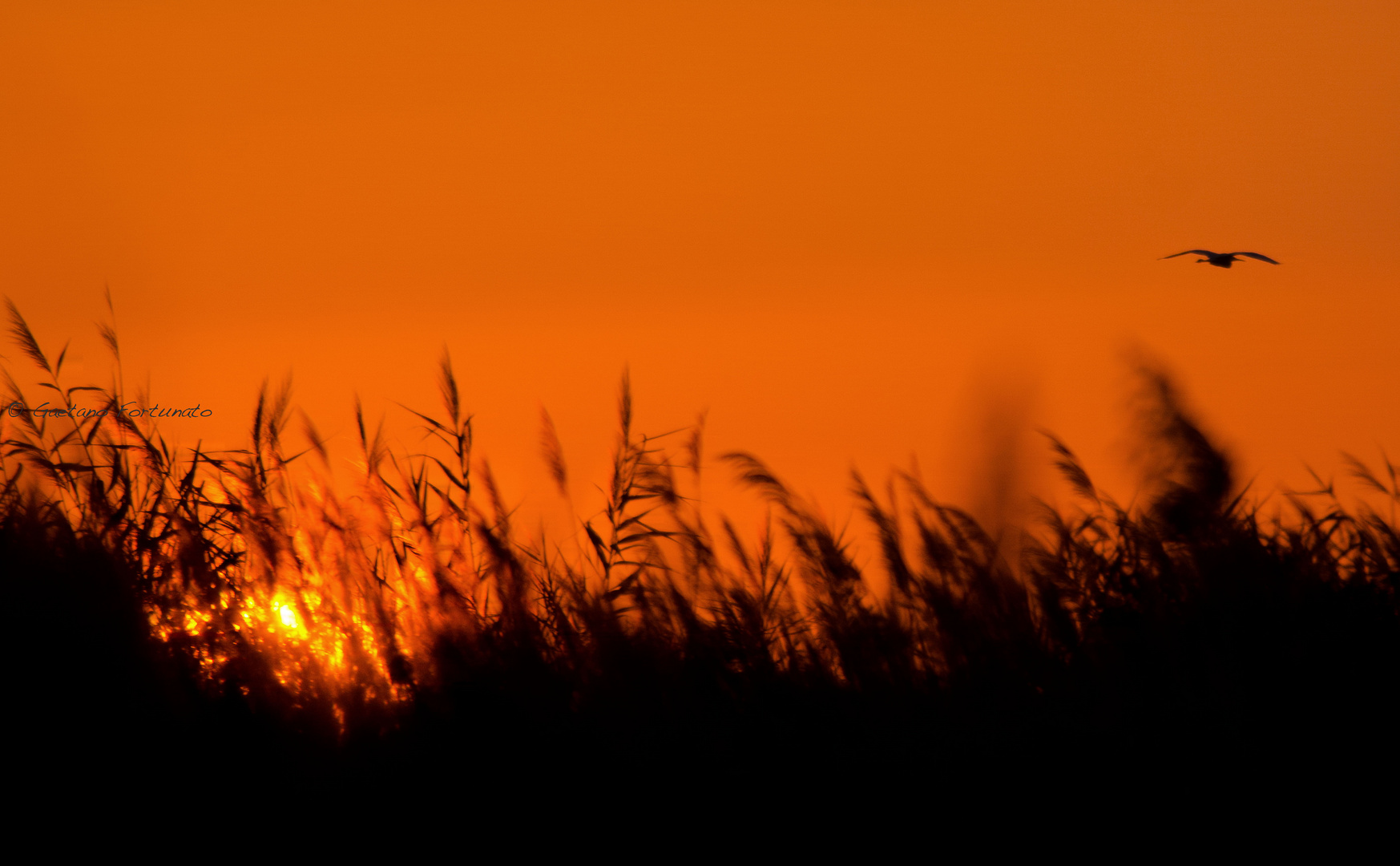 Airone al tramonto