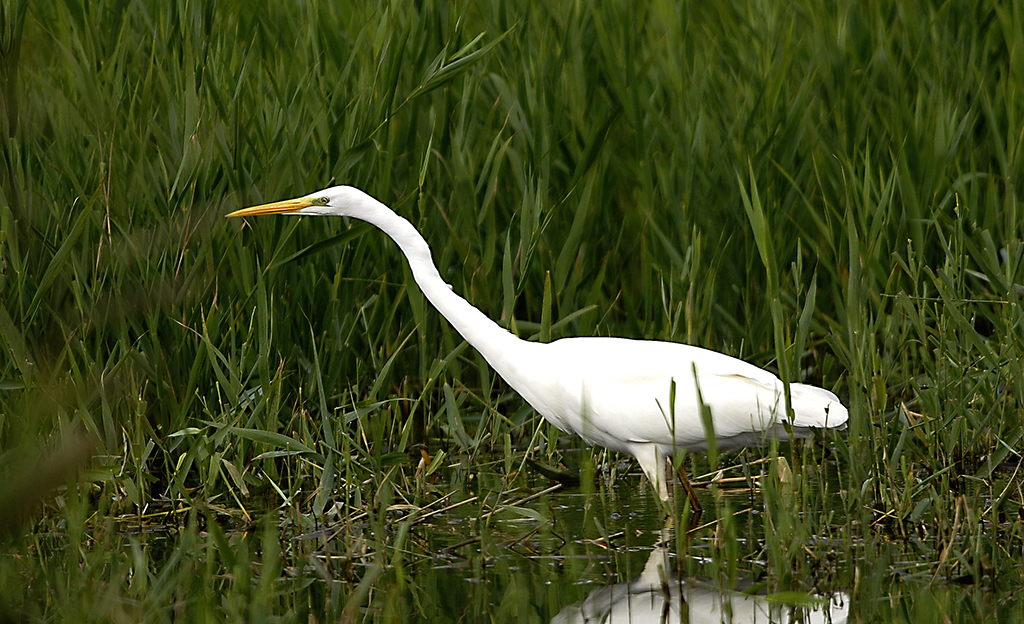 AIRONE BIANCO