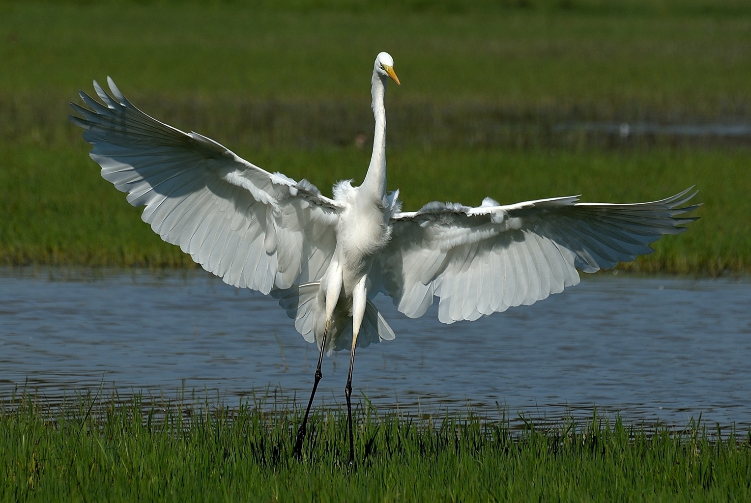 Airone bianco