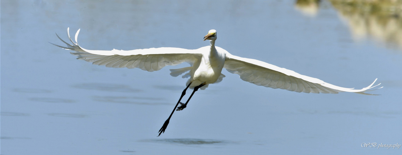 Airone Bianco