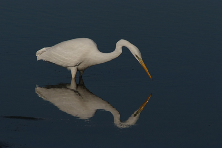 Airone bianco - Egretta alba - Sardegna