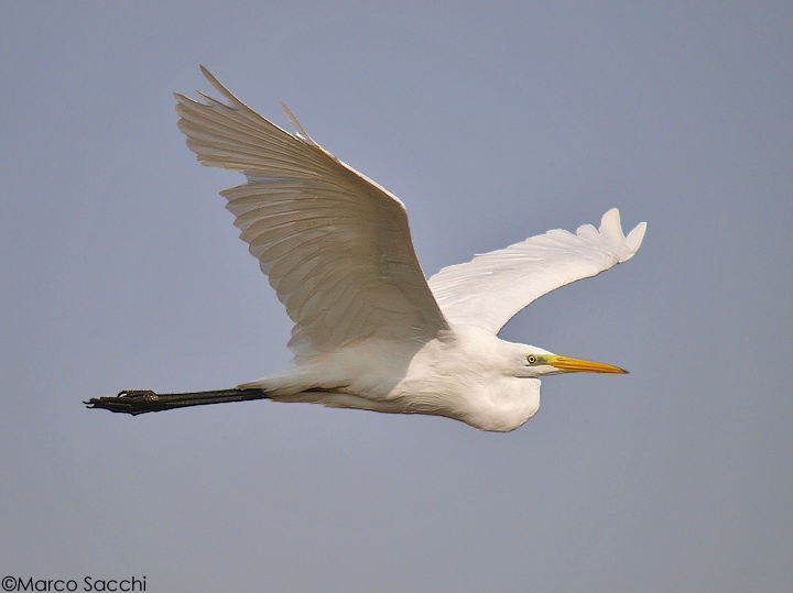 Airone bianco maggiore