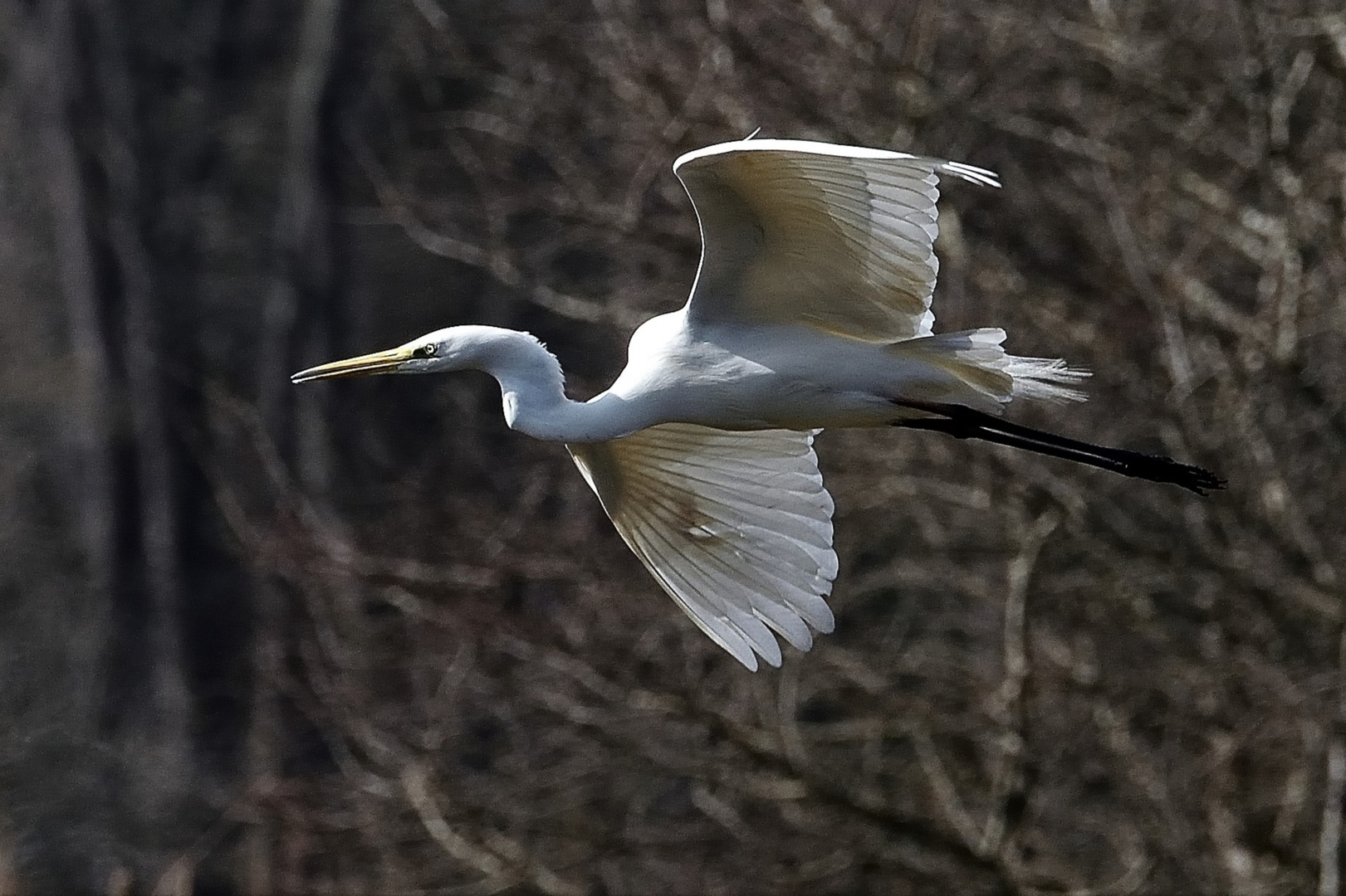 Airone Bianco Maggiore