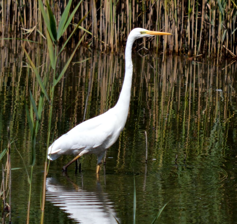 Airone bianco maggiore