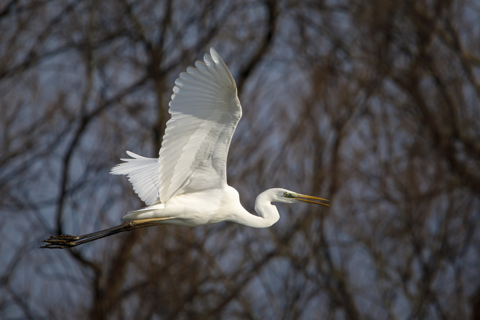 Airone Bianco Maggiore