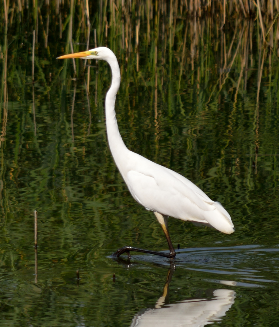 Airone bianco maggiore