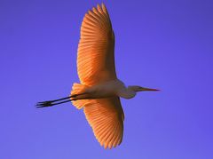 Airone bianco maggiore in volo.