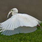 Airone Bianco Maggiore piuttosto affamato