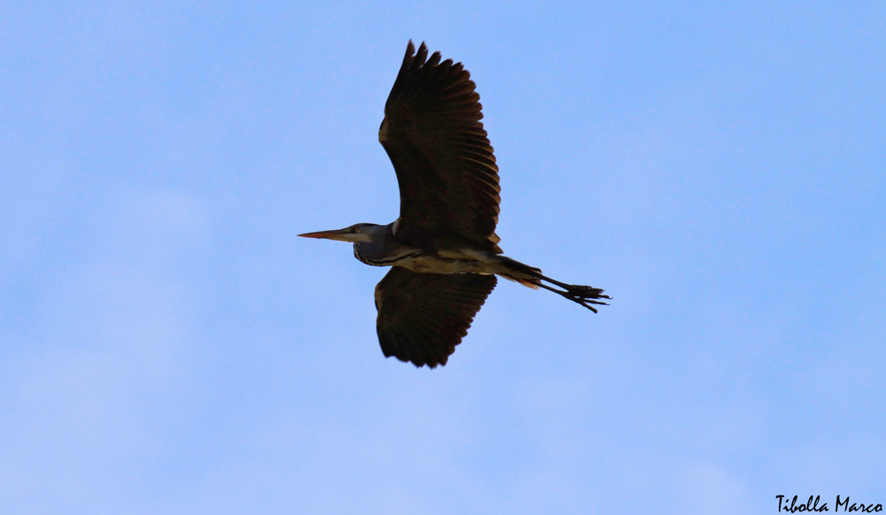 Airone cenerino