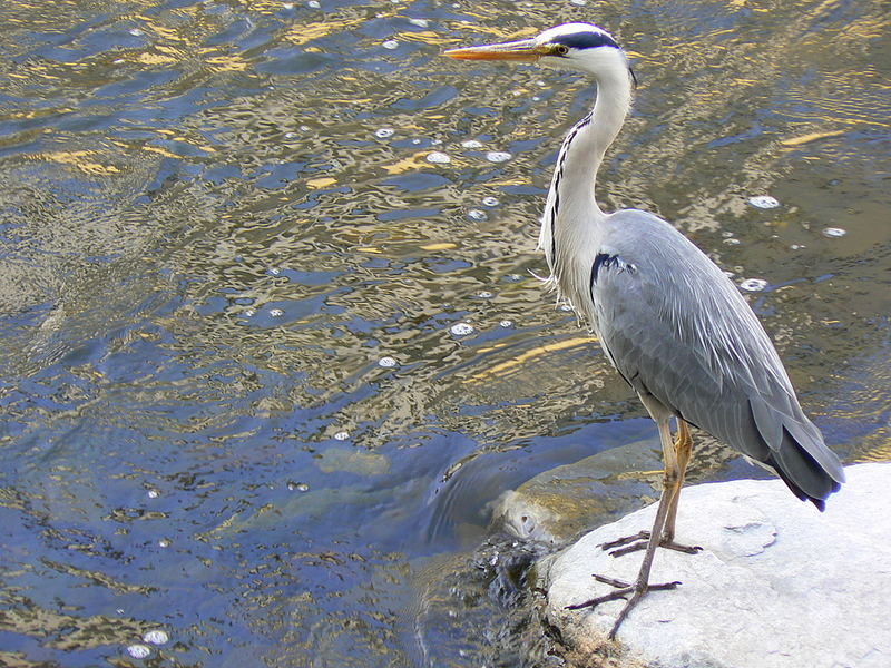 Airone cenerino.