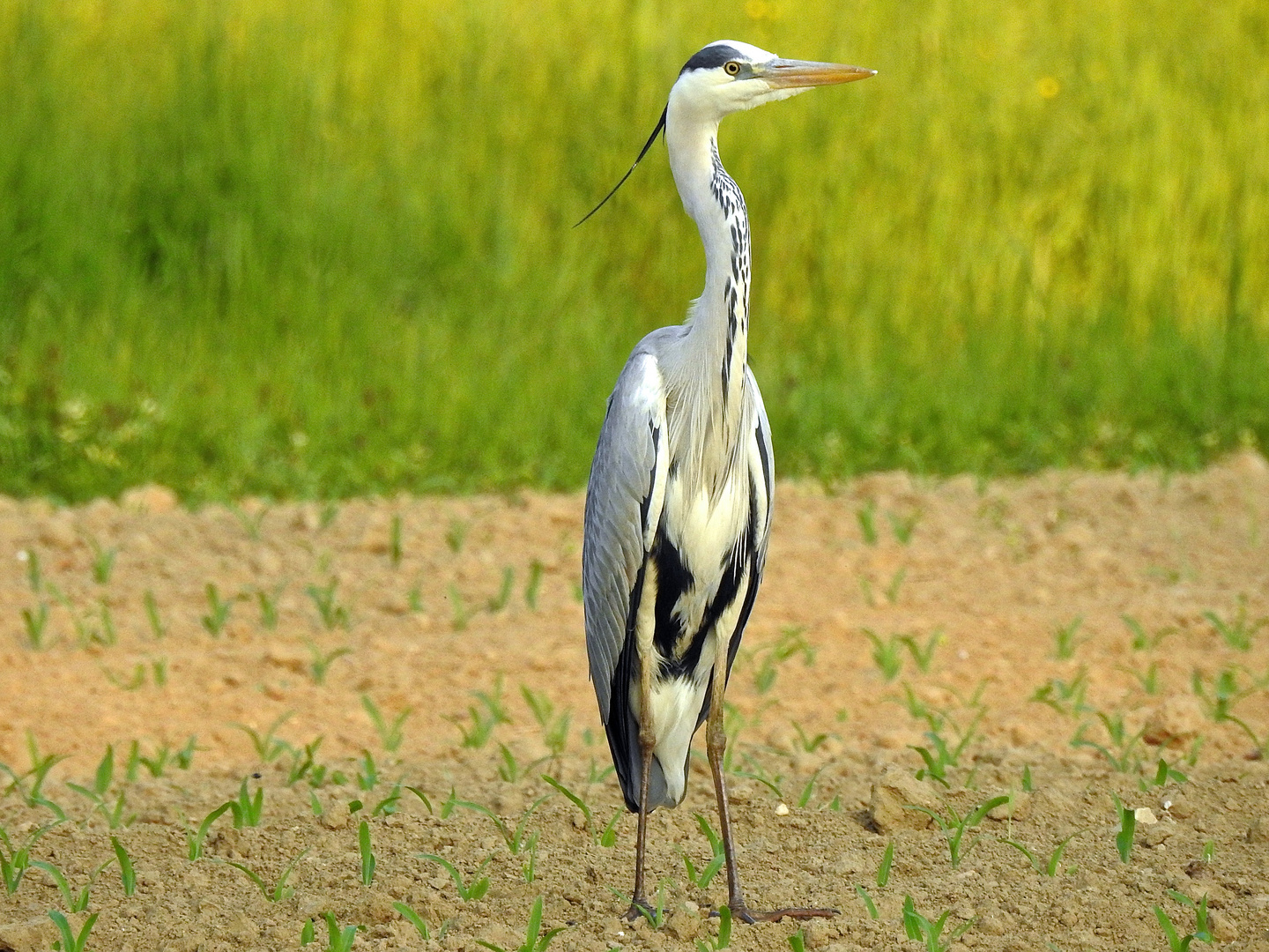 Airone cenerino