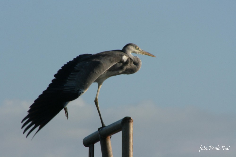 AIRONE CENERINO