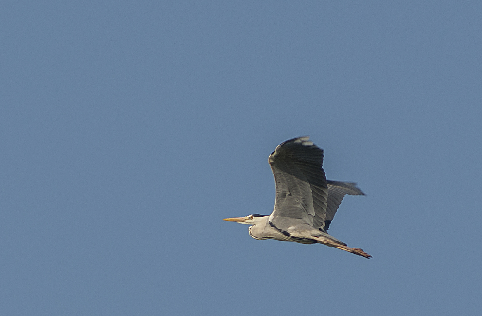 Airone cenerino