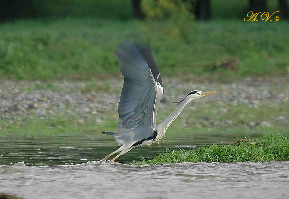 Airone Cenerino