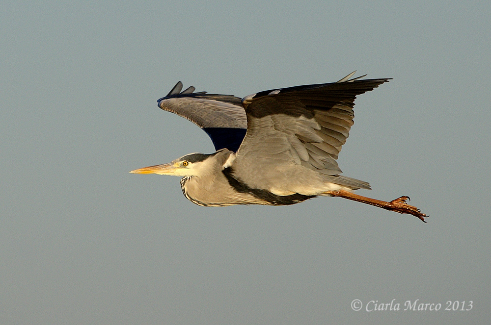 Airone cenerino