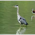 Airone cenerino (Ardea cinerea)