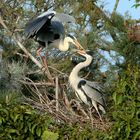 Airone cenerino (Ardea cinerea) al nido