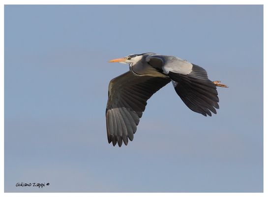 Airone cenerino (Ardea cinerea)