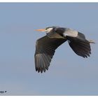 Airone cenerino (Ardea cinerea)