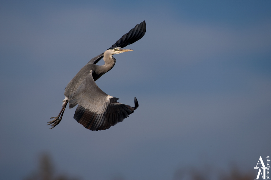 Airone Cenerino /Ardea cinerea)