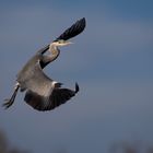 Airone Cenerino /Ardea cinerea)