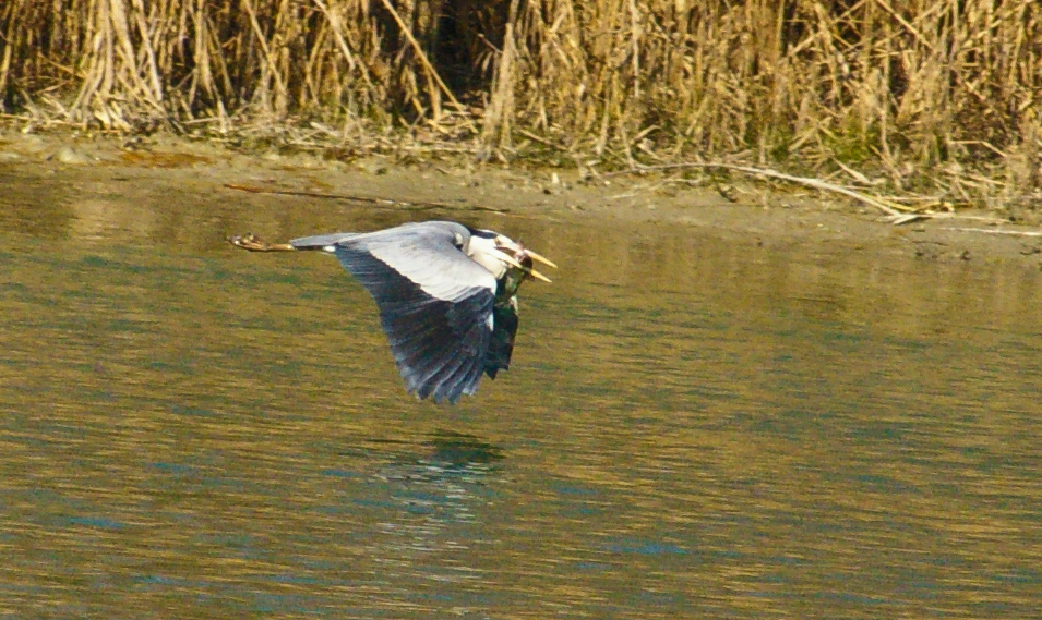 AIRONE CENERINO CON IL PESCE IN BOCCA