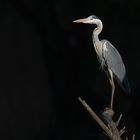 Airone cenerino in piena luce