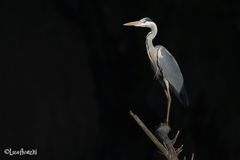 Airone cenerino in piena luce