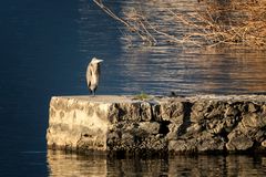 Airone cenerino sul molo