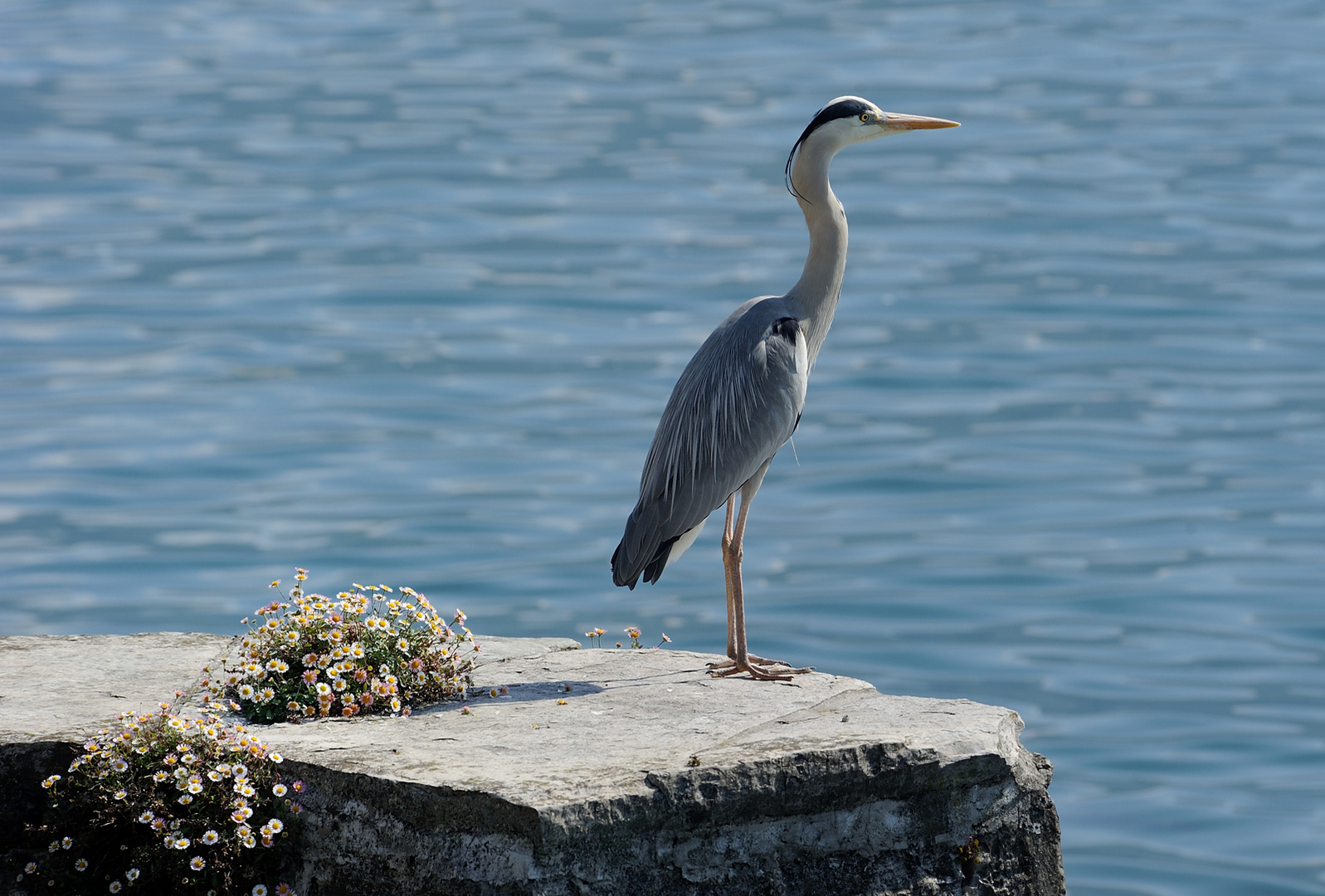 Airone Cinerino