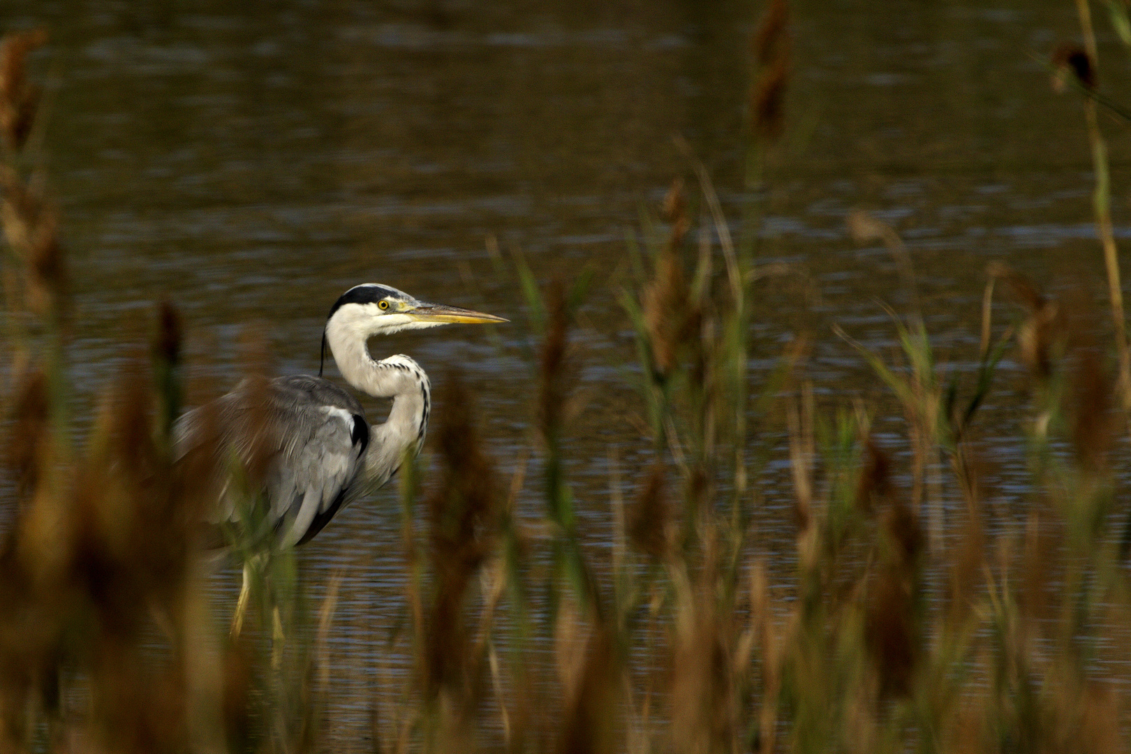 Airone cinerino