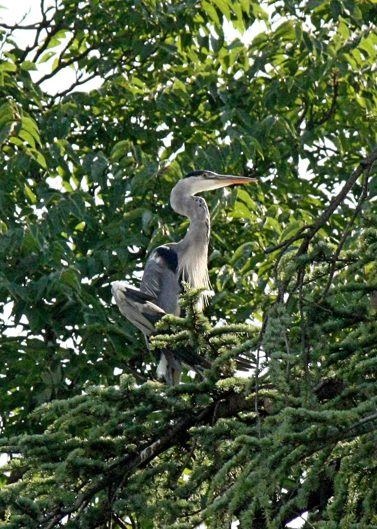 Airone Cinerino tra le fronde