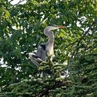 Airone Cinerino tra le fronde