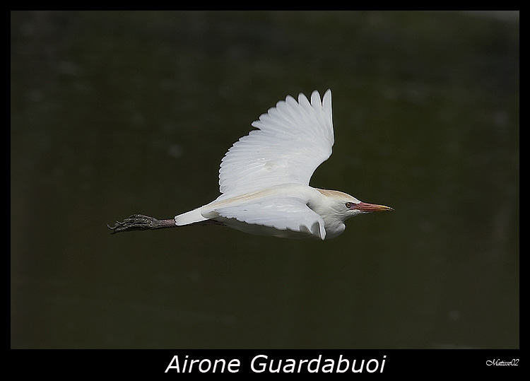 Airone guardabuoi