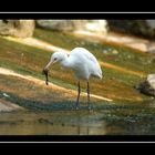 Airone guardabuoi - Bubulcus ibis