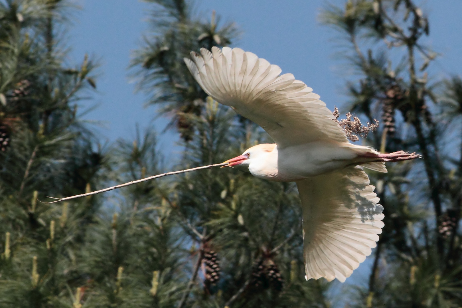 Airone guardabuoi con materiale per il nido