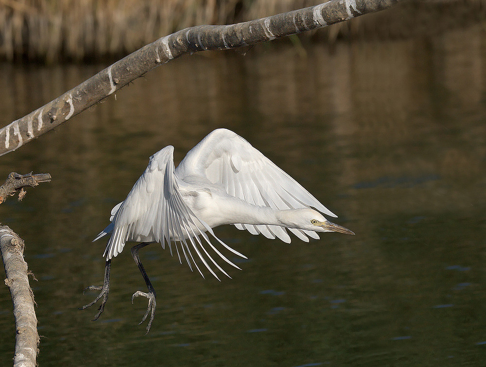 airone guardabuoi in volo