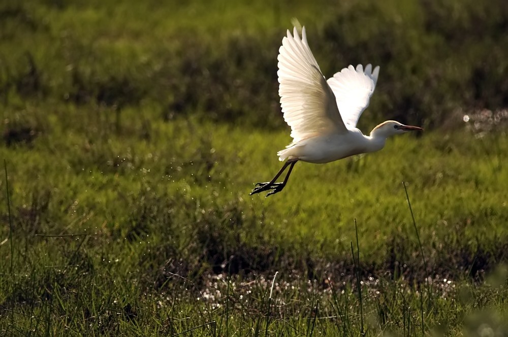 Airone guardabuoi, Oasi del WWF di Alviano