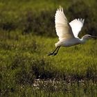 Airone guardabuoi, Oasi del WWF di Alviano