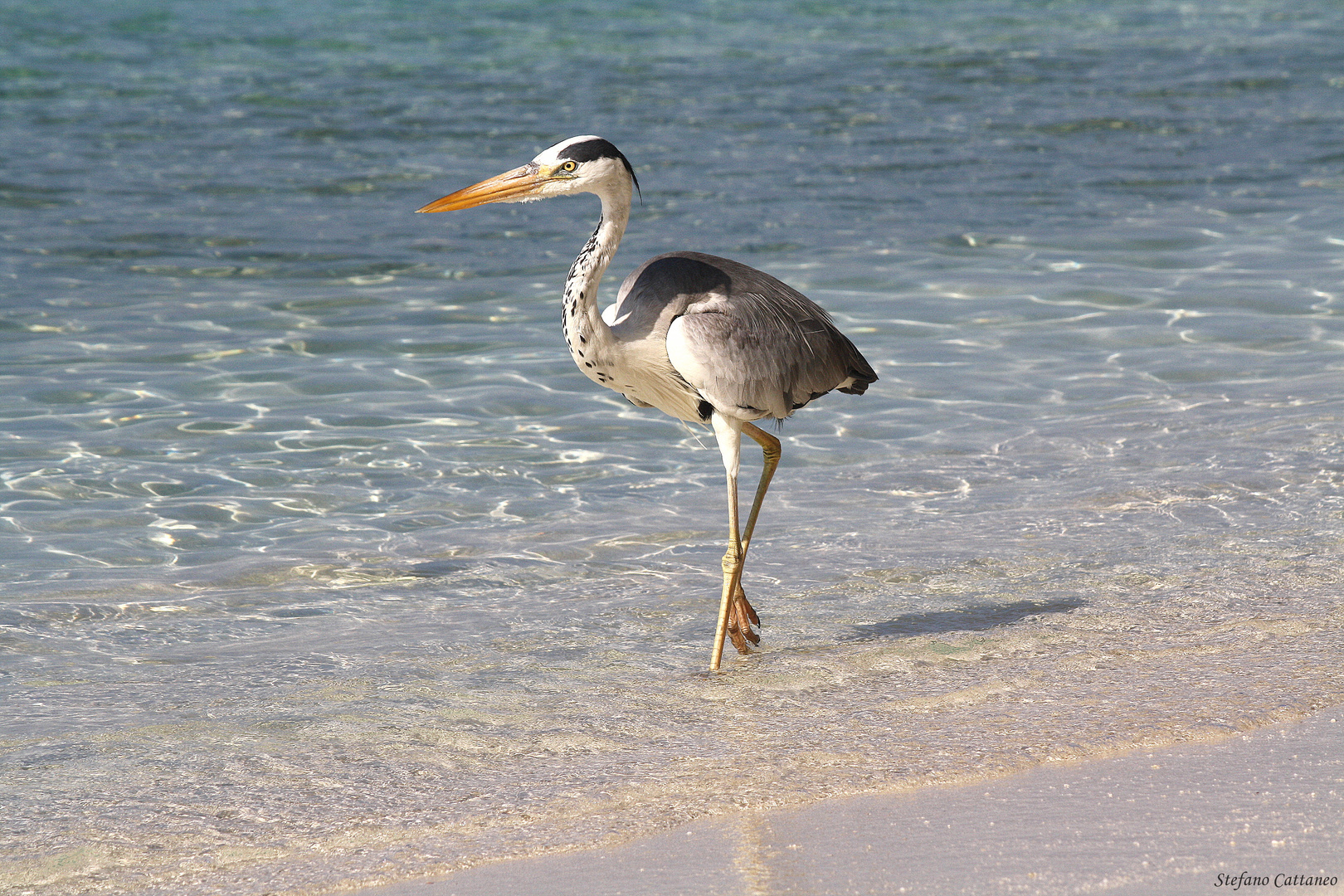 Airone Maldiviano