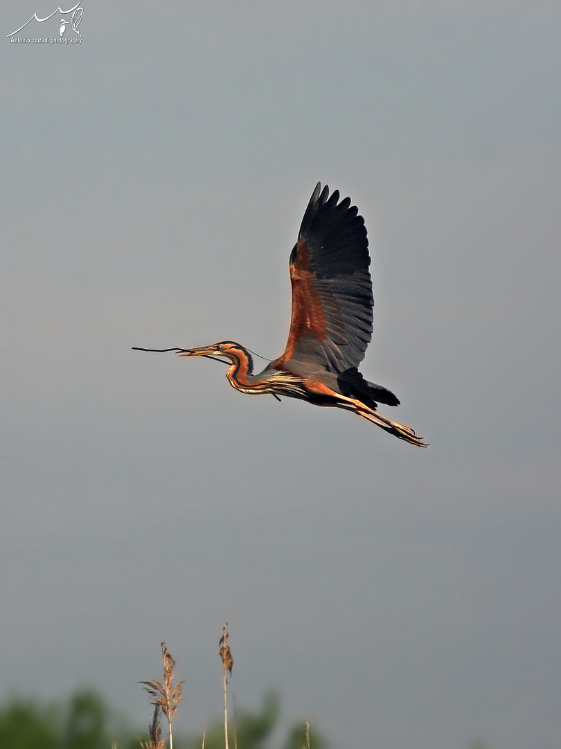 Airone Rosso in volo