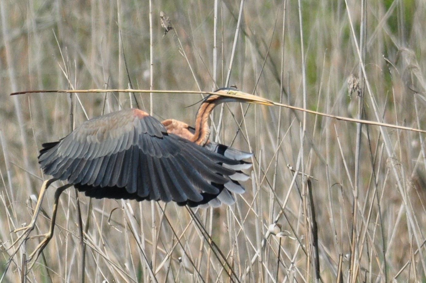 AIRONE ROSSO IN VOLO