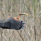 AIRONE ROSSO IN VOLO