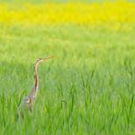 Airone rosso vers. orizzontale