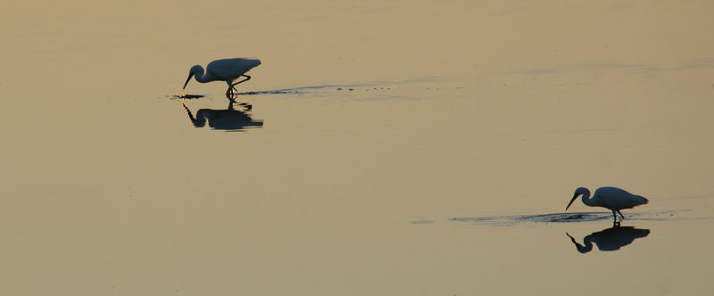 aironi al mattino