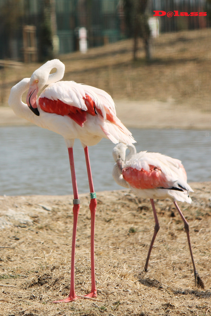 Aironi al Safari Park