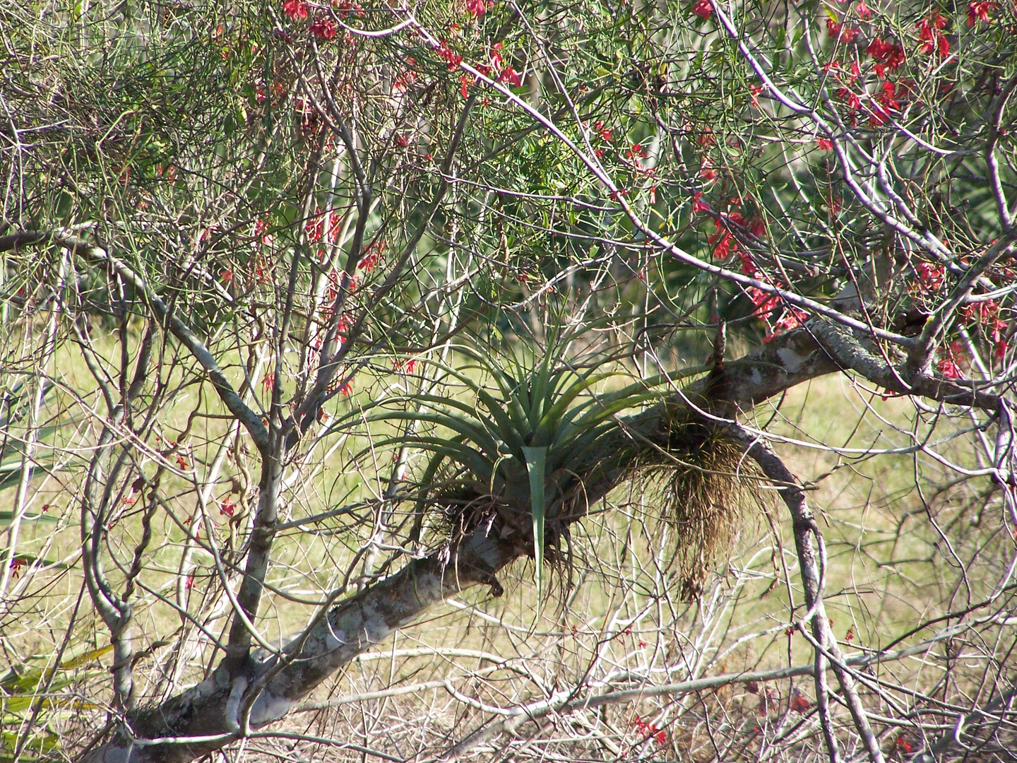 airplant