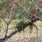 airplant